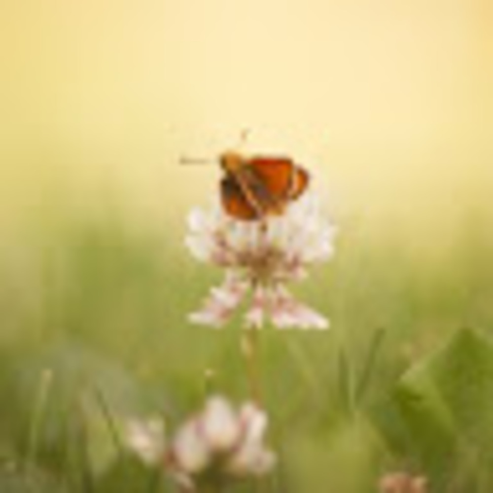 Meet your Posher, Kestina